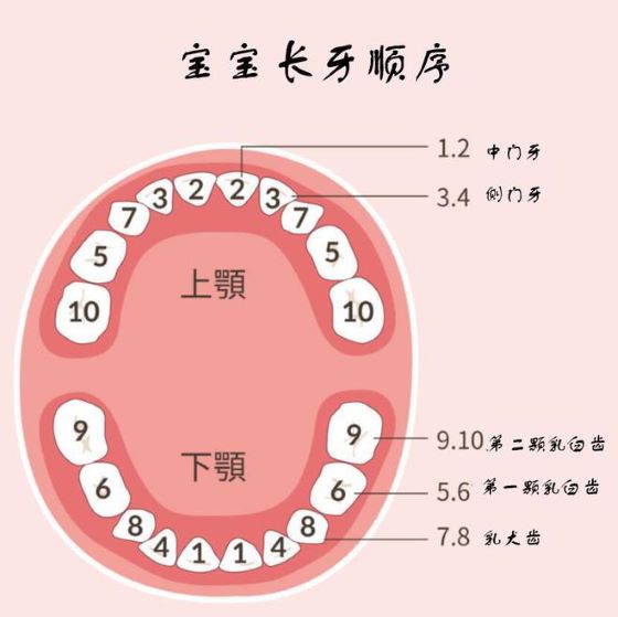 寶寶的長(zhǎng)牙順序